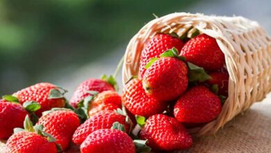 5 health benefits of eating strawberries in winter