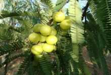 Chewing Amla leaves may help detoxify and remove toxins from the body, beneficial in these diseases
