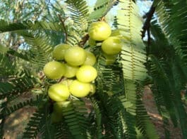 Chewing Amla leaves may help detoxify and remove toxins from the body, beneficial in these diseases