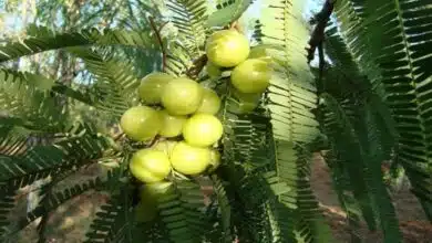 Chewing Amla leaves may help detoxify and remove toxins from the body, beneficial in these diseases
