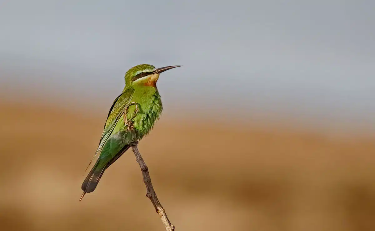 1st breeding record of Blue-cheeked Bee-eater bird