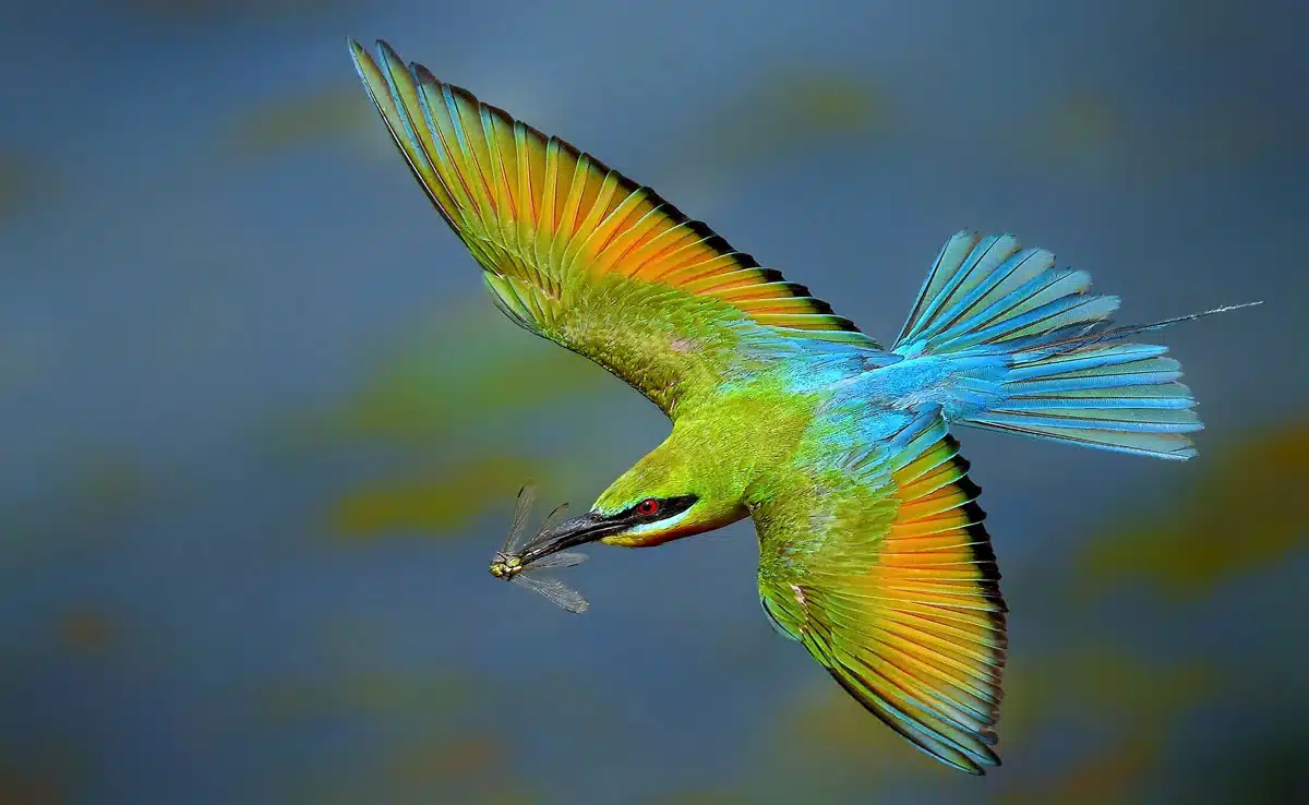 1st breeding record of Blue-cheeked Bee-eater bird