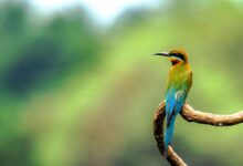 1st breeding record of Blue-cheeked Bee-eater bird