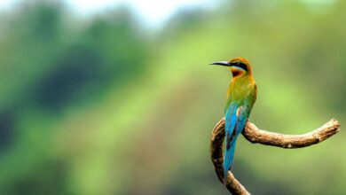 1st breeding record of Blue-cheeked Bee-eater bird