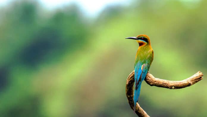 1st breeding record of Blue-cheeked Bee-eater bird