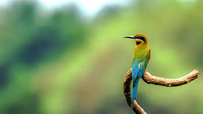 1st breeding record of Blue-cheeked Bee-eater bird