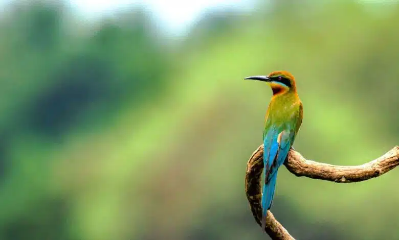 1st breeding record of Blue-cheeked Bee-eater bird