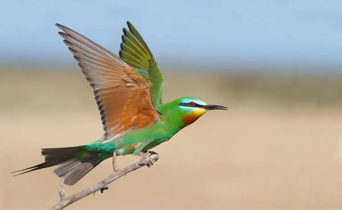 1st breeding record of Blue-cheeked Bee-eater bird