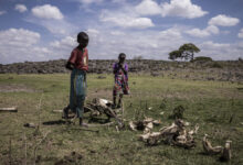 Imports from rich countries cause loss of biodiversity