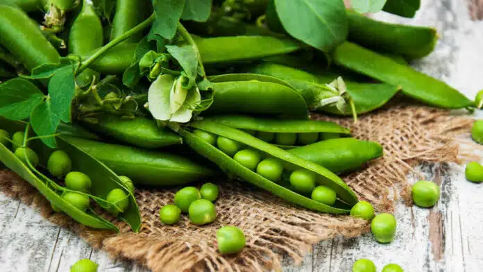 Know the right way to store peas to keep them fresh for a long time