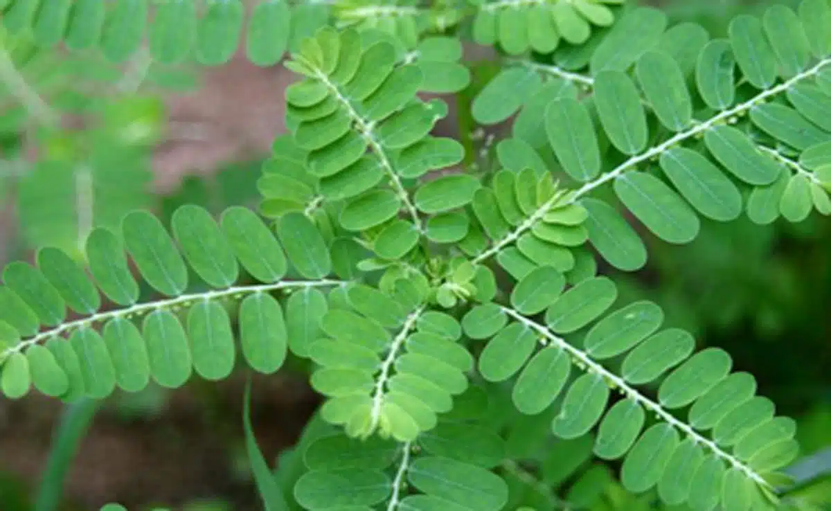 Chewing Amla leaves may help detoxify and remove toxins from the body, beneficial in these diseases