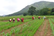 Transformation of the tribal food system of Koraput