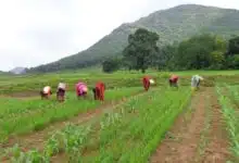 Transformation of the tribal food system of Koraput