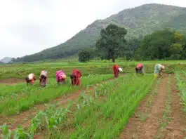 Transformation of the tribal food system of Koraput