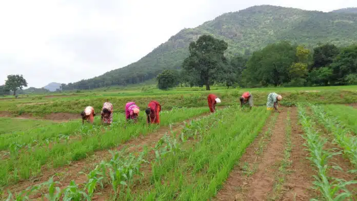 Transformation of the tribal food system of Koraput