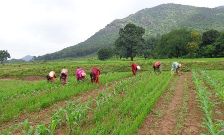 Transformation of the tribal food system of Koraput