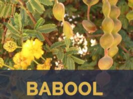 Babul Benefits Know its miraculous health benefits!