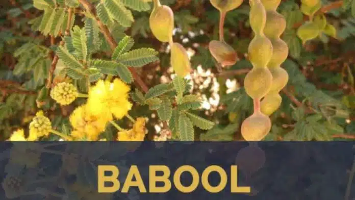 Babul Benefits Know its miraculous health benefits!