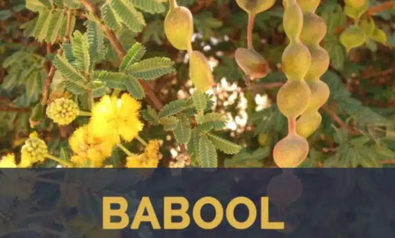 Babul Benefits Know its miraculous health benefits!