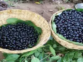 Benefits of Eating Black Plum (Jamun)