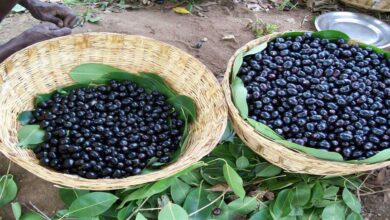 Benefits of Eating Black Plum (Jamun)
