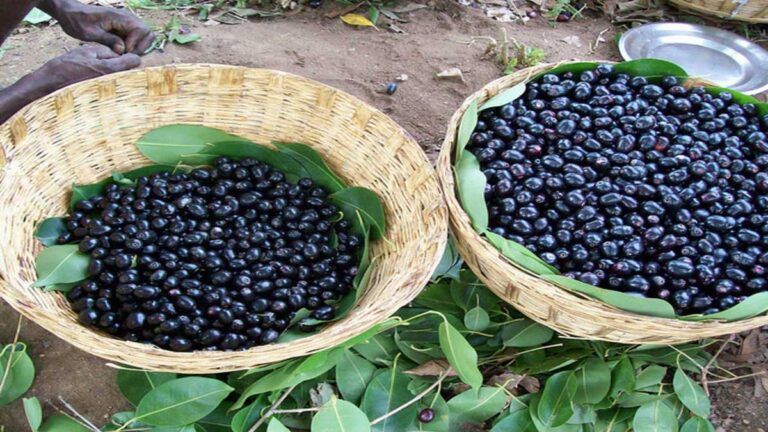 Jamun (Black Plum) खाने के अद्भुत फायदे और इसके स्वास्थ्य पर प्रभाव