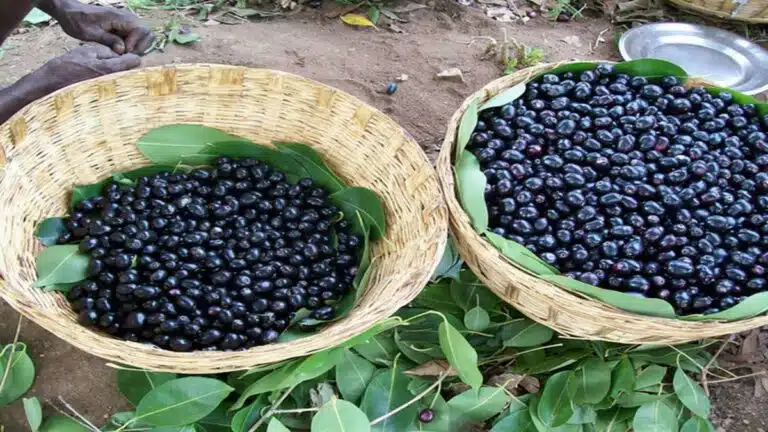 Jamun (Black Plum) खाने के अद्भुत फायदे और इसके स्वास्थ्य पर प्रभाव