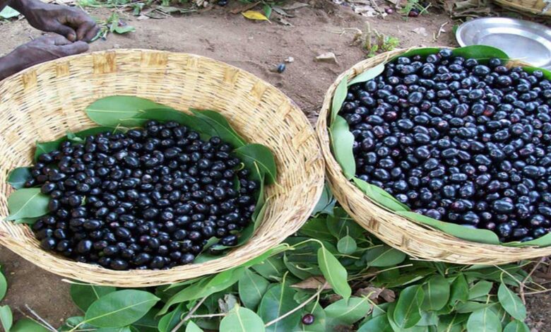 Benefits of Eating Black Plum (Jamun)