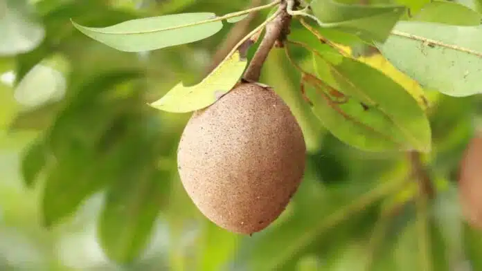 Health Benefits of Eating Chikoo (Sapota)