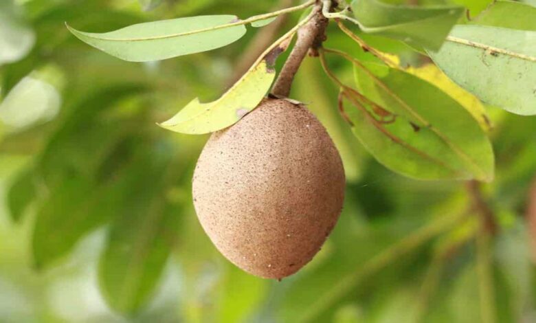 Health Benefits of Eating Chikoo (Sapota)