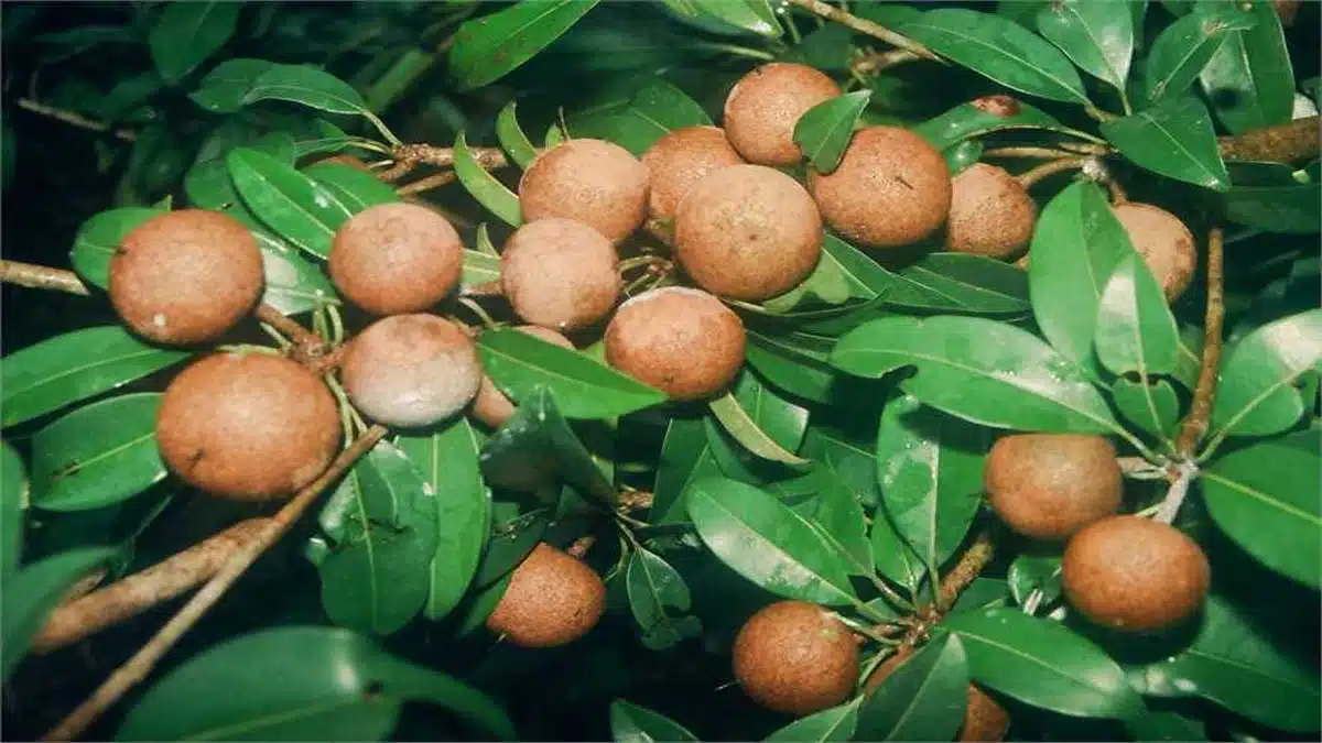 Health Benefits of Eating Chikoo (Sapota)