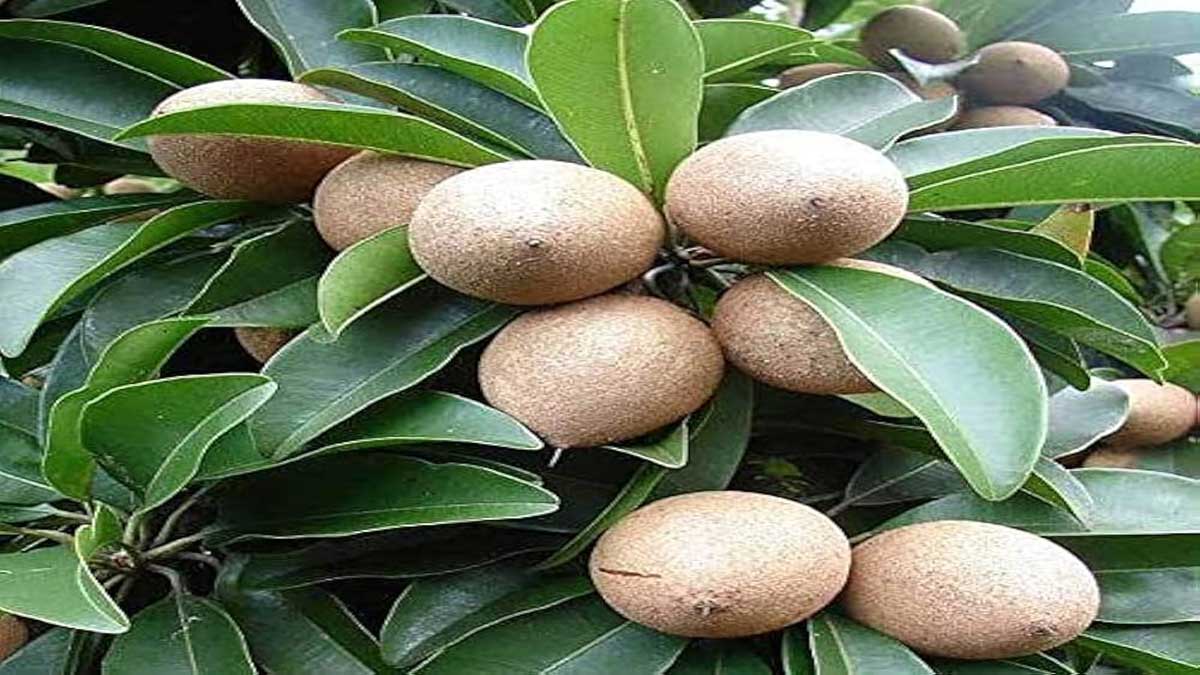 Health Benefits of Eating Chikoo (Sapota)