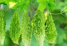 Countless benefits of bitter gourd, know important things!