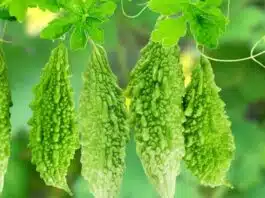 Countless benefits of bitter gourd, know important things!