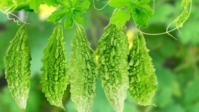 Countless benefits of bitter gourd, know important things!
