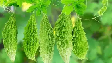 Countless benefits of bitter gourd, know important things!