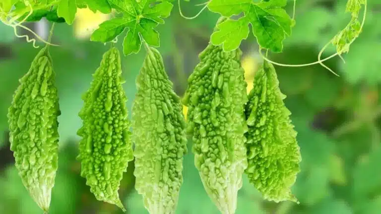  Bitter Gourd के अनगिनत फायदे, जानें जरूरी बातें!
