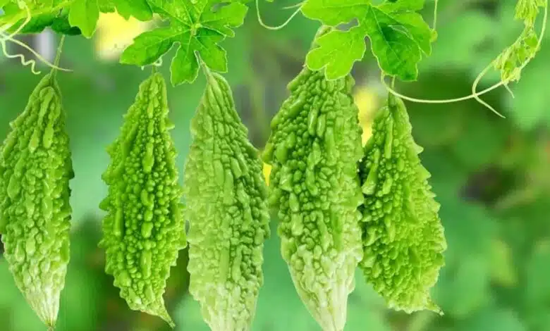 Countless benefits of bitter gourd, know important things!