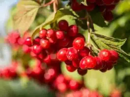 Potential Side Effects of Cranberry Consumption