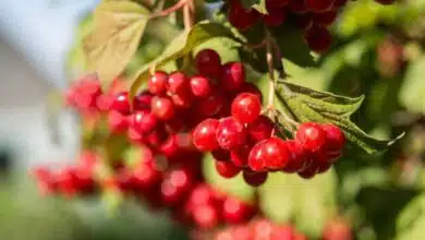 Potential Side Effects of Cranberry Consumption