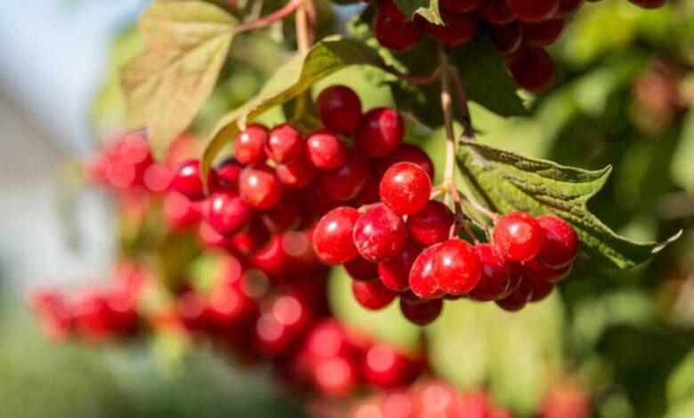 Potential Side Effects of Cranberry Consumption