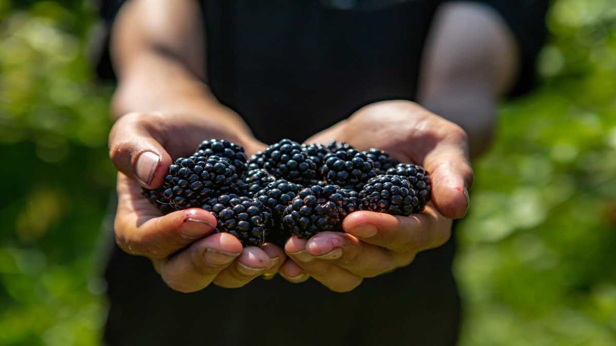 Amazing Health Benefits of Eating Blackberry