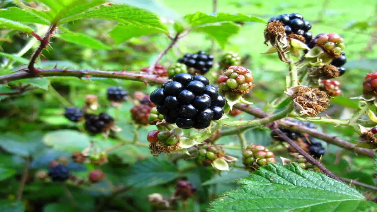 Amazing Health Benefits of Eating Blackberry