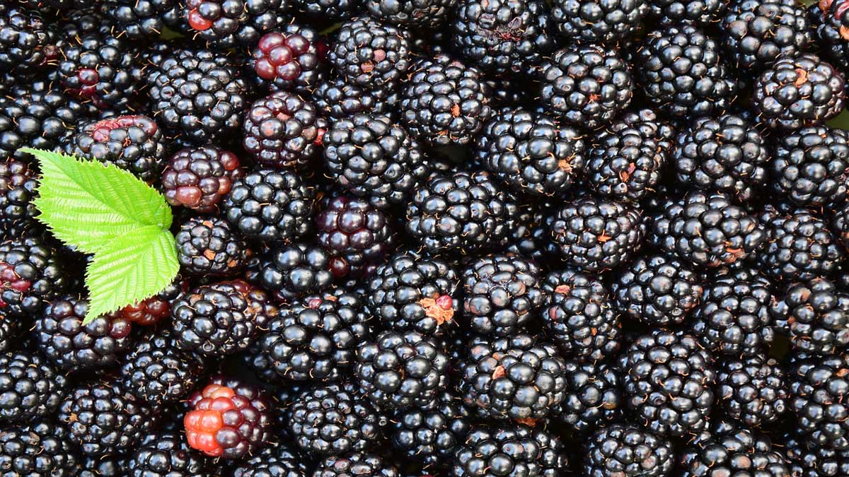 Amazing Health Benefits of Eating Blackberry