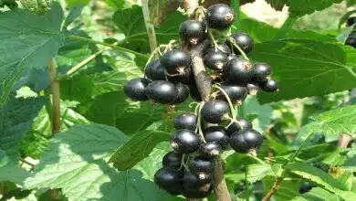 Health Benefits and Effects of Eating Blackcurrant