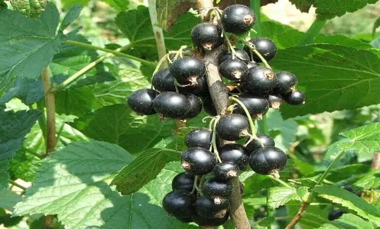 Health Benefits and Effects of Eating Blackcurrant