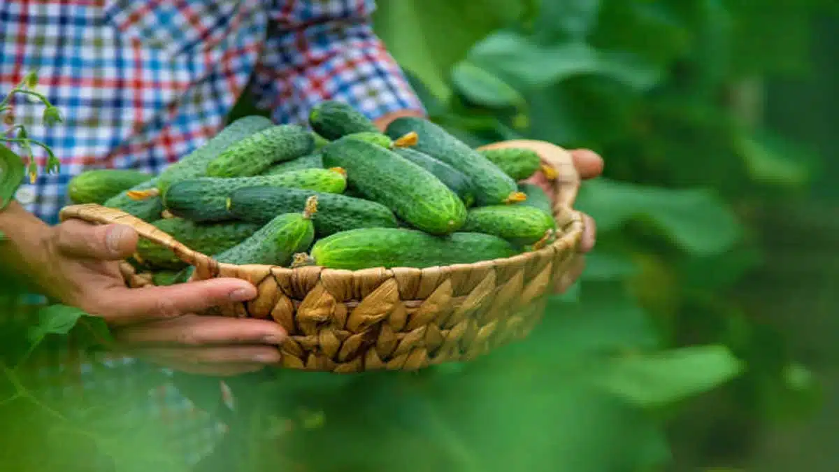 Benefits and Side Effects of Eating Cucumber