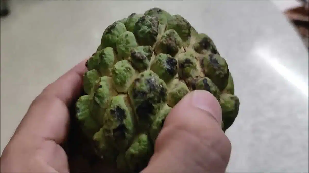 Health Benefits and Effects of Eating Custard Apple