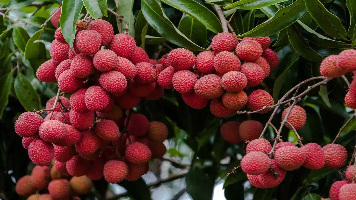 Health Benefits of Eating Lychee