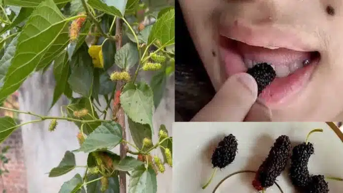 Health Benefits and Effects of Eating Mulberry